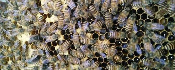雄蜂是几倍体的生物 雄蜂是单倍体生物吗