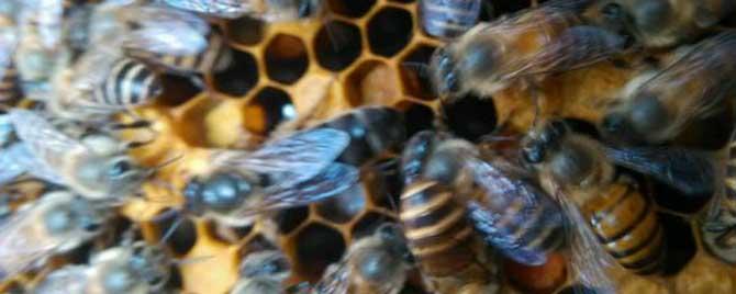 蜂群中为什么要有蜂王 没蜂王的蜂群会产蜂王吗