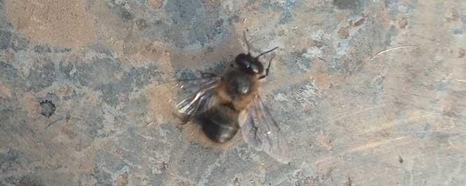 雄蜂在蜂群中有什么作用（雄蜂对蜂群的影响）