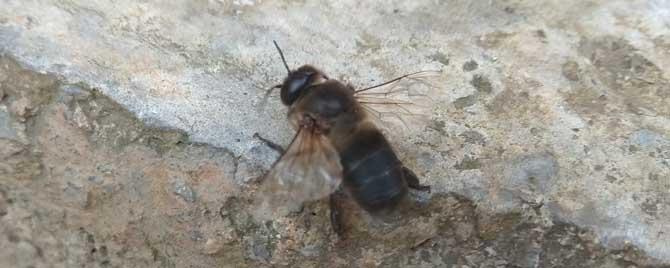 雄蜂死好多是怎么回事 雄蜂几月份自然死?