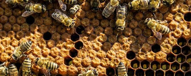 蜂群有雄蜂是不是要分蜂 蜂箱里有雄蜂是要分蜂吗