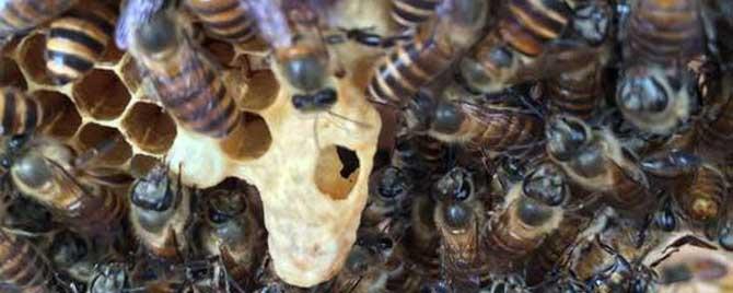 怎么让蜜蜂起急造王台 如何让蜜蜂造王台