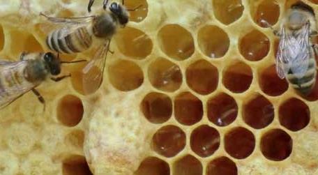 怎样让蜜蜂自己起王台（蜜蜂做王台是什么样子的）
