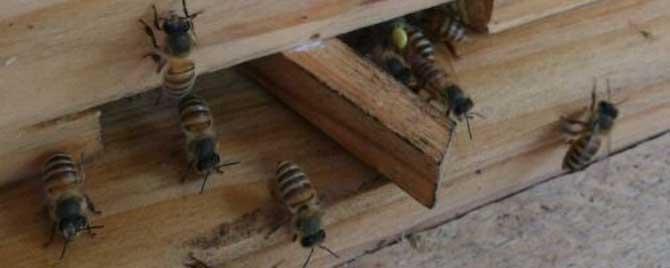 新收的蜜蜂要关几天 新收的蜜蜂要关几天才稳定