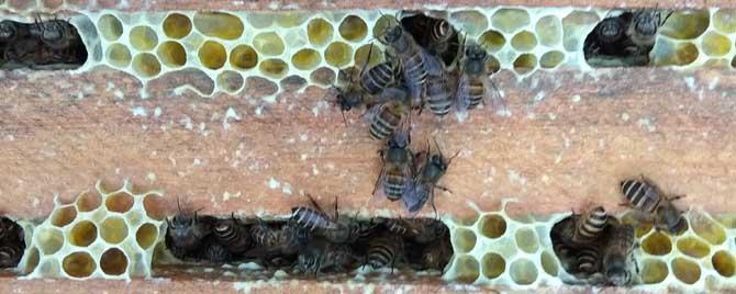 蜜蜂夏天怎样防热 蜜蜂夏天该怎样防高温