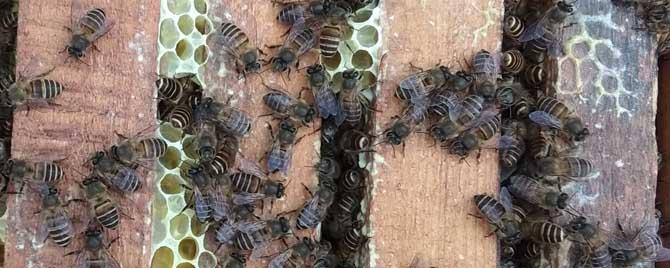 蜜蜂养殖前景怎么样 蜜蜂养殖前景分析