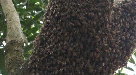 分蜂前几小时预兆有哪些 蜜蜂分蜂前几天前兆