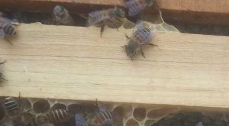 蜜蜂秋繁的重要性和关键技术 中蜂秋繁技术要点