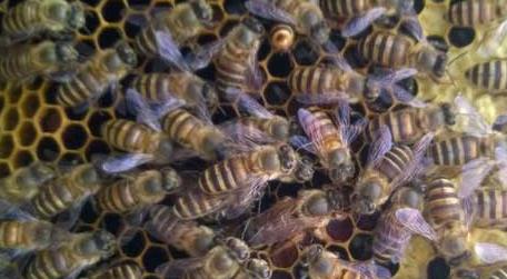 蜜蜂秋繁21天能安全越冬吗（冬至蜜蜂可以春繁吗）
