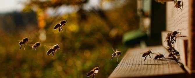 蜜蜂什么时候开始秋繁 蜜蜂什么时候开始秋繁发展?有这几点就对了,你观察过吗
