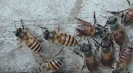 蜜蜂不出门是不是病了 蜜蜂冬天出门吗