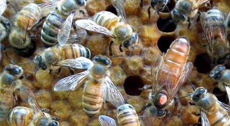 甲酸治蜂螨的用法及注意事项 甲酸治蜂螨使用方法