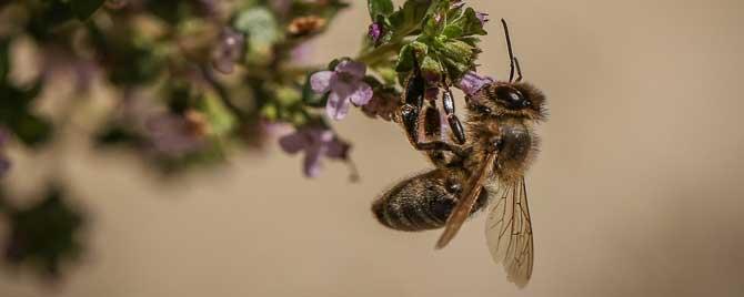 蜜蜂采蜜是为了什么（蜜蜂采蜜是为了什么?）