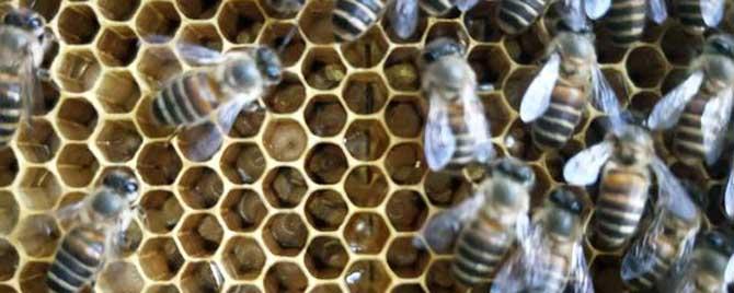 蜂群喷白酒有什么影响 蜜蜂合群喷酒可以吗