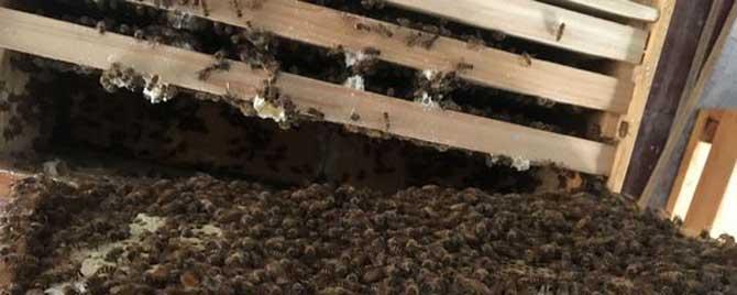 合并蜂群怎样防回蜂 蜜蜂合群回蜂怎么处理