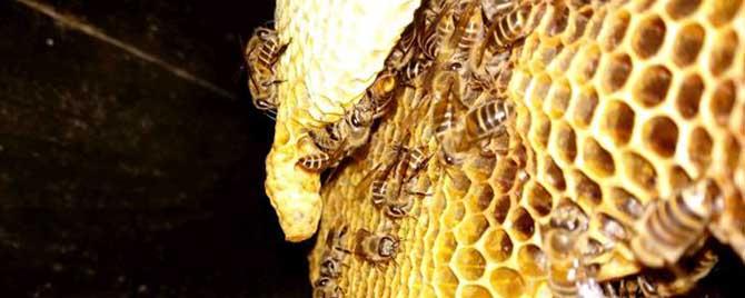土蜜蜂割蜜怎么不伤子 怎样割蜂蜜不伤到蜜蜂