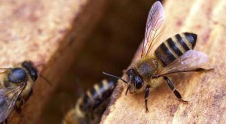 蜜蜂养殖新技术及注意事项 蜜蜂养殖技术及蜜蜂养殖方法