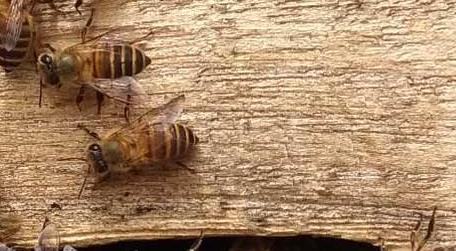 牛粪涂蜂箱有什么作用（牛粪对蜜蜂有什么作用?）