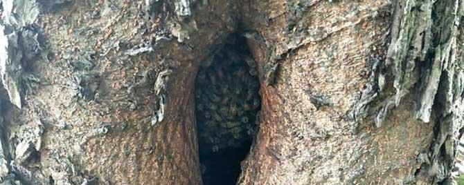 怎么样收树洞里的蜜蜂（树洞蜜蜂有几种方法收）