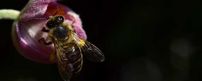 什么是蜜蜂生物学（蜜蜂生物学基础知识）