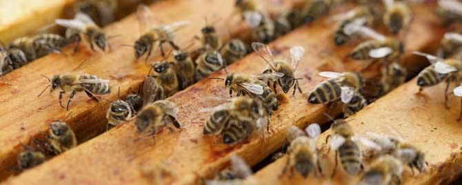 蜜蜂生长发育有几个阶段 蜜蜂的生长发育