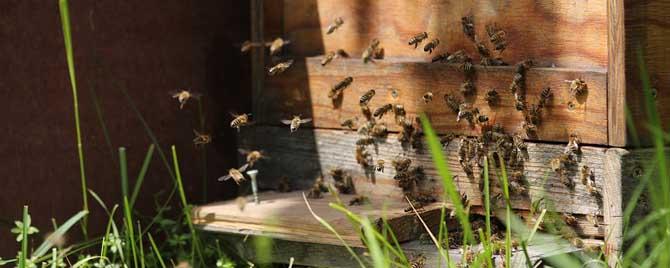 什么是外勤蜂 内勤蜂和外勤蜂的区别
