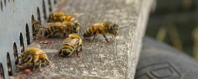 什么是内勤蜂 蜜蜂内勤蜂