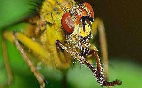 赤眼蜂 赤眼蜂图片