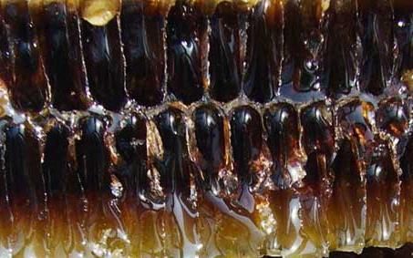 蜂巢素 蜂巢素的作用与功效禁忌