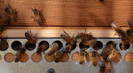蜜蜂养殖技术及基本知识 蜜蜂的养殖技术和方法