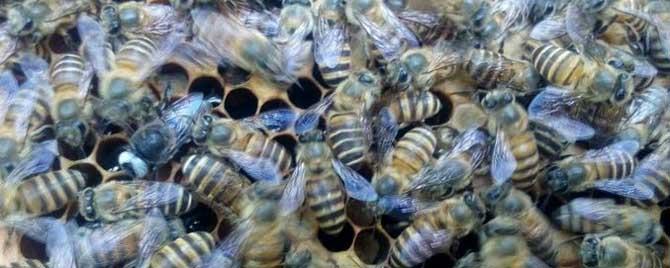 中蜂怎样合并蜂群（如何合并中蜂最好）
