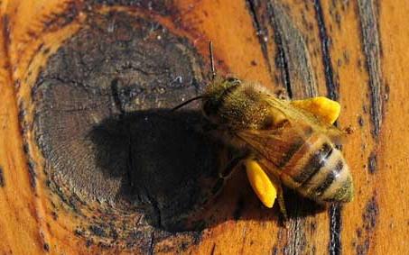 蜂花粉 蜂花粉的作用与功效及食用方法