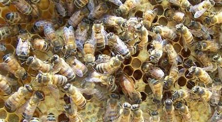 为什么蜜蜂越养越少了（蜜蜂会越养越多吗）