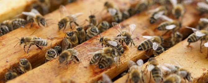 蜜蜂为什么要人工饲喂（蜜蜂的饲喂）