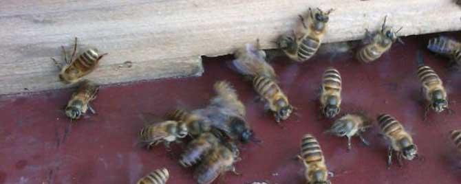 人工分蜂有什么好处（自然分蜂和人工分蜂哪个好）
