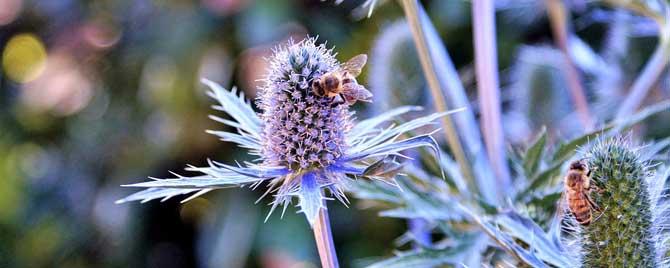 蜜源植物有哪些 中蜂的蜜源植物有哪些