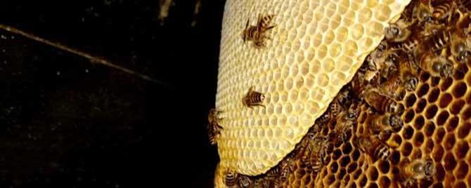 中蜂和意蜂有哪些不同（中蜂和意蜂的区别在哪里）