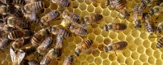 中蜂秋季管理的重点是什么 中蜂秋冬季管理