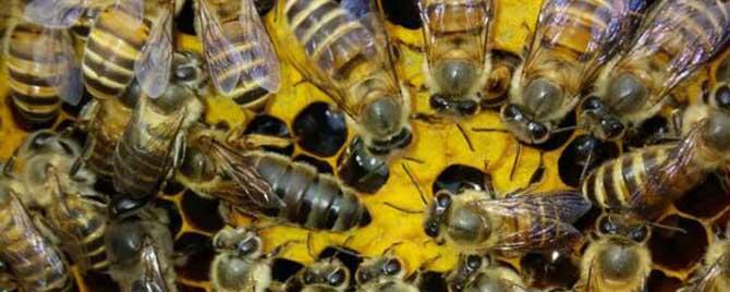 中蜂什么时候容易自然分蜂 中蜂为什么连续分蜂