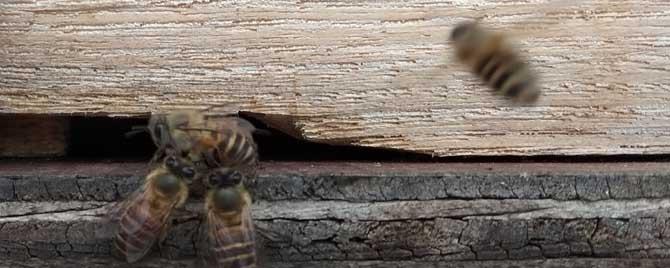 中蜂蜂箱怎样摆放 中蜂蜂箱摆放位置有什么讲究吗