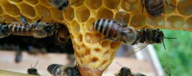 中蜂为什么容易自然分蜂 中蜂为什么喜欢分蜂