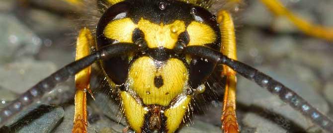 马蜂和牛角蜂有什么区别（马蜂和牛角蜂的区别）