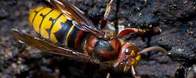 怎样才能消灭牛角蜂 怎么消灭牛角蜂