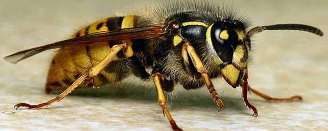 牛角蜂蛰了会不会死人 牛角蜂为什么蜇人