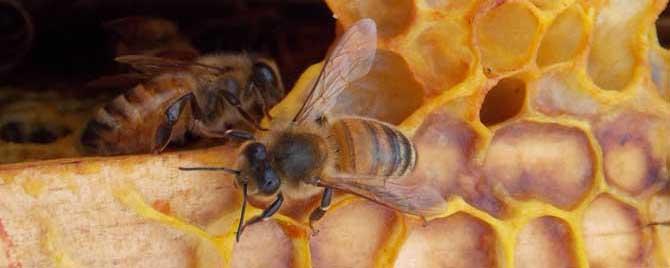 澳洲蜂胶都是假的吗（澳洲黑蜂胶都是假的吗）
