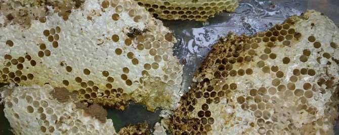 蜂巢哪4类人不能吃 蜂巢蜜哪些人不能吃