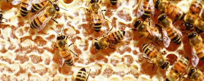 女人长期吃蜂巢副作用有哪些（女人吃蜂巢蜜好吗）