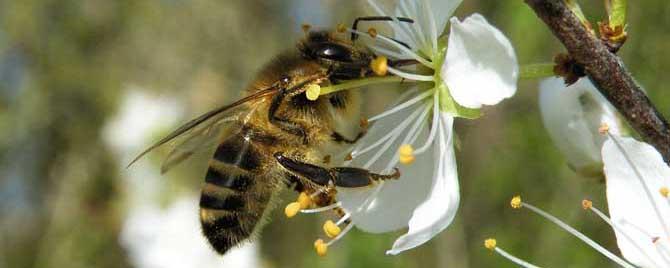 蜂毒的美容作用与功效有哪些 蜂毒的十大功效