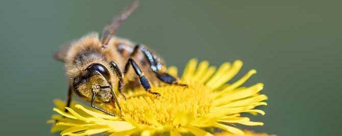 蜂毒对性功能的作用有哪些 蜂毒对人体的作用
