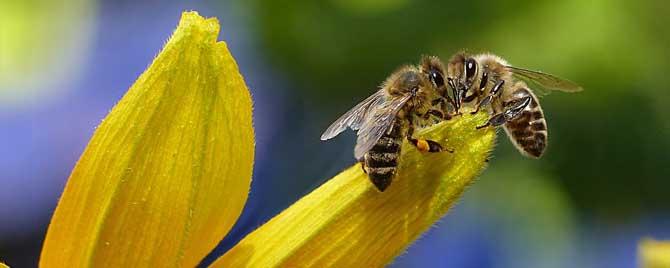 蜂毒进入血液会有什么症状 蜂毒对血液血管的影响
